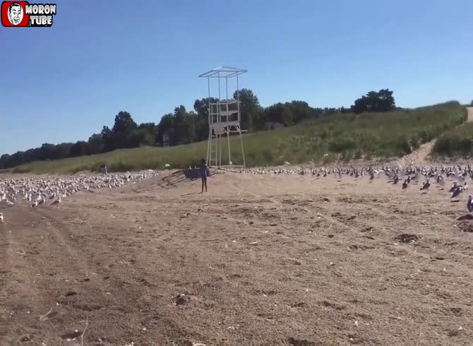 Video :A girl who came to disrupt the seagulls' tranquility is met with retaliation